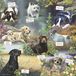 Otter House Puzzle Man's Best Friend 1000 pièces