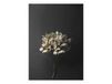 Paper Collective Still Life 04 Hydrangea affiche 50 x 70 cm