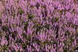 Warentuin mix Tuinturf aarde 40 liter