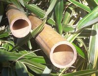 Randijk Bamboe Bamboepaal naturel