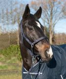 HKM Nylon Halster -Crystal Fashion- Zacht Onderlegd Cob Lichtgroen