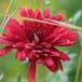 Arborix Chrysanthemum 'Duchesse Of Edinburgh' - Margriet pot 9x9cm, rijkbloeiend en sierlijk