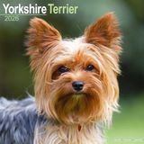 Avonside Yorkshire Terrier Kalender 2026 Wandkalender