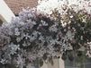 ClematisOnline Bol 3 Klimplanten halen, 2 betalen! Tuin- en balkonplant 3 stuks - Gemengd groenblijvende Clematissen - Wit - Hoogte 60cm - Doorsnede pot 15cm
