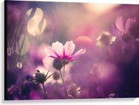 Merkloos / Sans marque Cosmea Bloemen met Paarse Gloed als Achtergrond - 100x75 cm Foto op Canvas Schilderij (Wanddecoratie op Canvas)