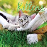 Magnet & Steel Kittens Kalender 2027 Wandkalender