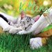 Magnet & Steel Kittens Kalender 2027 Wandkalender