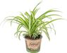 Bloomique Chlorophytum Variegatum Graslelie Kamerplant