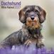 Avonside Teckel Ruwhaar Kalender 2027