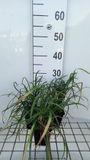 GRDplanten Groendecor Tuinarchitectuur 6x Leliegras - Liriope spicata | 9x9 cm pot