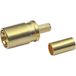 Telegärtner 100024878 SMB-connecteur Bus, droit 50 Ω 1 pièce(s)