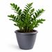 Mega Collections Plantenpot / bloempot Essence Lima - kunststof - donkergrijs - binnen/buiten - D40 x H32 cm