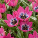 Green boutiQ - 100x Tulipa Klein Schoonheid - Tulipa Little Beauty - Roze - Voorjaarsbloeier - Bolmaat 6/+