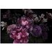 Pivoines papier peint panoramique - 480 cm x 320 cm