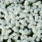 Arborix Iberis 6 x Iberis Sempervirens 'Weisser Zwerg' - Scheefkelk pot 9x9cm, wit