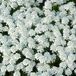 Arborix Iberis 6 x Iberis Sempervirens 'Weisser Zwerg' - Scheefkelk pot 9x9cm, wit