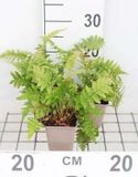 Groendecor Tuinarchitectuur 6x Fougère mâle - Dryopteris filix-mas | pot de 9x9 cm