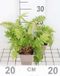 Groendecor Tuinarchitectuur 6x Fougère mâle - Dryopteris filix-mas | pot de 9x9 cm