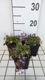GRDplanten Klokje 6x Campanula posch. 'Stella' | 9x9 cm pot