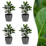 Green boutiQ Clusia Princess - 4 Planten - Pot 12cm - Hoogte 40cm