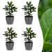 Green boutiQ Clusia Princess - 4 Planten - Pot 12cm - Hoogte 40cm