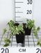 GRDplanten Hedera Helix Yellow Ripple 12x Hedera Helix 'Yellow Ripple' - 9x9 cm pot