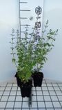 GRDplanten Groendecor Tuinarchitectuur 6x Steentijm - Calamintha nep. 'Blue Cloud' | 9x9 cm pot