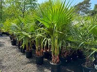 Sunny Tree - Palmboom - Washingtonia Robusta Multistam - Mexicaanse Waaijerpalm - 140 cm - Buitenplant