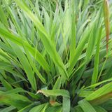 Arborix 12 Stuks Hakonechloa macra pot 9x9cm - Geelbont Hakonegras