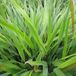 Arborix 12 Stuks Hakonechloa macra pot 9x9cm - Geelbont Hakonegras
