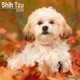 Avonside Shih Tzu Kalender 2026 Wandkalender