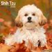 Avonside Shih Tzu Kalender 2026 Wandkalender