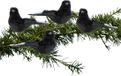 Cosy @ Home 4x stuks kunststof decoratie vogels op clip zwart 12 cm