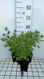 GRDplanten Groendecor Tuinarchitectuur 6x Steentijm - Calamintha grandiflora (clinopodium grand.) | 9x9 cm pot