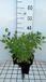 GRDplanten Groendecor Tuinarchitectuur 6x Steentijm - Calamintha grandiflora (clinopodium grand.) | 9x9 cm pot