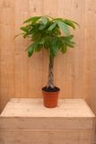 Warentuin Natuurlijk Geldboom Pachira Aquatica potmaat 22 cm H80-100 cm kamerplant