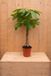 Warentuin Natuurlijk Geldboom Pachira Aquatica potmaat 22 cm H80-100 cm kamerplant