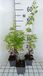 GRDplanten 6x Kattekruid - Nepeta govaniana | 9x9 cm pot