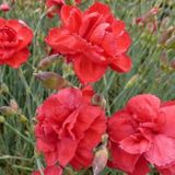 Arborix Dianthus 6 x Dianthus 'Heidi' - Grasanjer Pot 9x9 cm - Roze Bloeiende Tuinplant