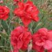 Arborix Dianthus 6 x Dianthus 'Heidi' - Grasanjer Pot 9x9 cm - Roze Bloeiende Tuinplant