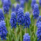 Green boutiQ - 200x Muscari Armeniacum - Armeense druifhyacint - Blauw - Verwilderingsbol - Bolmaat 7/8