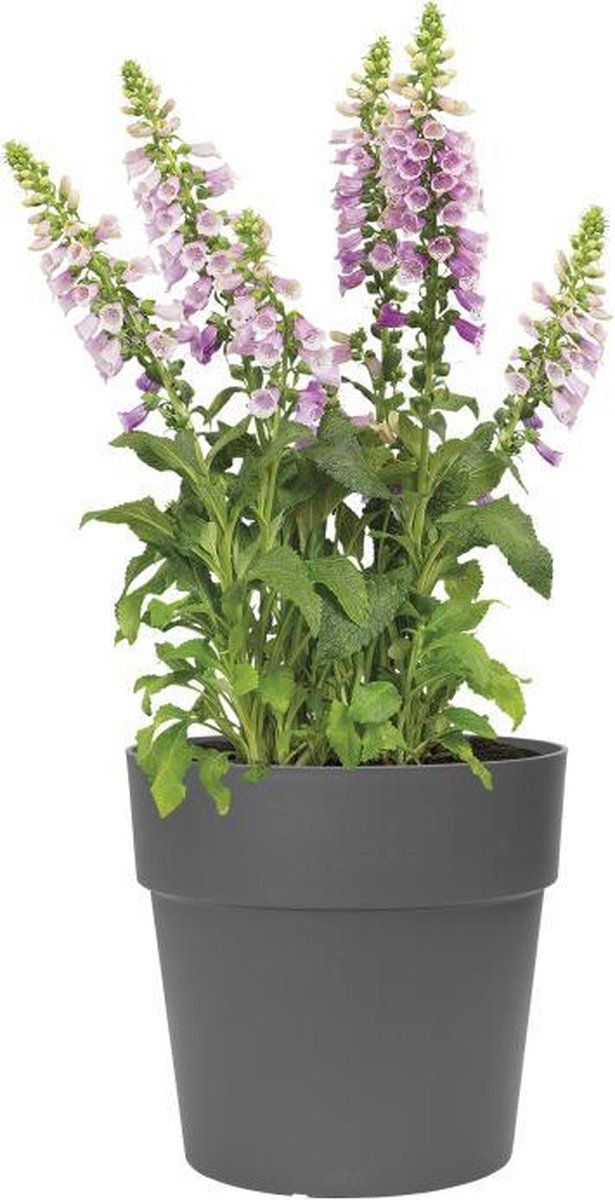 elho Vibia Straight Rond 40 - Bloempot voor Buiten - Ø 39.0 x H 36.8 cm - Zwart/Antraciet