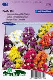 Sluis Garden Lamsoor Pacific Mix (Statice)