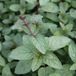 Bol 6 x Mentha Piperita 'Nigra' - Poivre noir - plantes aromatiques - plantes de jardin