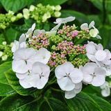 Arborix Hydrangea Macrophylla 'Libelle' - Hortensia - 25-30 cm in pot