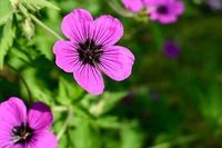GRDplanten Groendecor Tuinarchitectuur 6x Ooievaarsbek - Geranium hybr. 'Dragon Heart'® | 9x9 cm pot