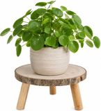 CEPEWA Plantenverhoger Woodland - 30 x 15 cm - Paulownia hout - naturel