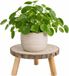 CEPEWA Plantenverhoger Woodland - 30 x 15 cm - Paulownia hout - naturel