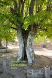 L'arbre creux Paperback
