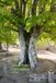 L'arbre creux Paperback